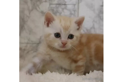成約済の埼玉県のスコティッシュフォールド-89645の4枚目