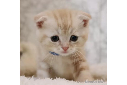 成約済の埼玉県のスコティッシュフォールド-89647の8枚目