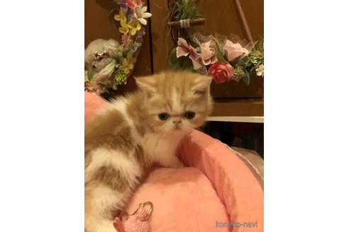 成約済の京都府のエキゾチックショートヘア-89655の2枚目