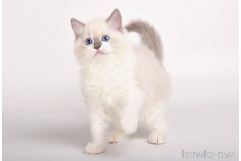 成約済の山梨県のラグドール-89674の1枚目