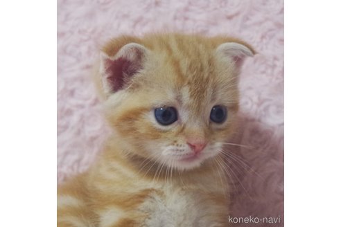 成約済の群馬県のスコティッシュフォールド(折れ耳)-89684の11枚目