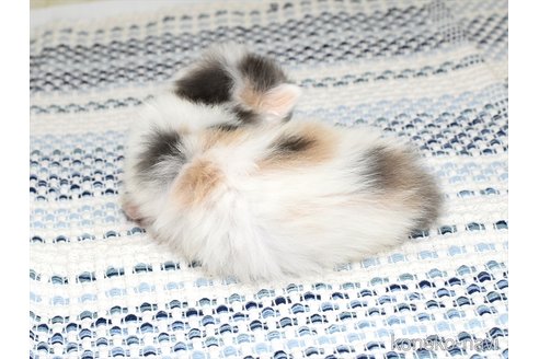 成約済の愛知県のミヌエット(短足)-89731の5枚目