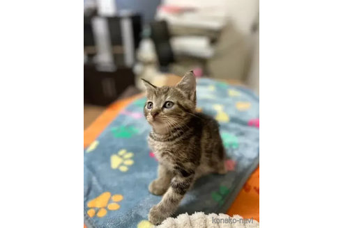 成約済の静岡県のアメリカンショートヘア-89750の3枚目