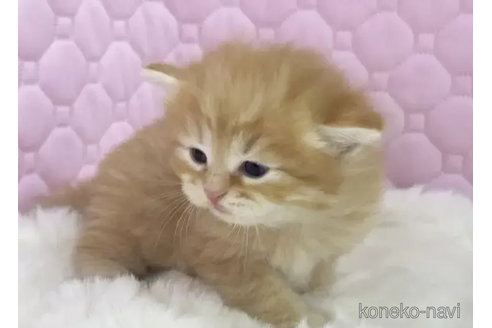 成約済の神奈川県のサイベリアン-89776の3枚目