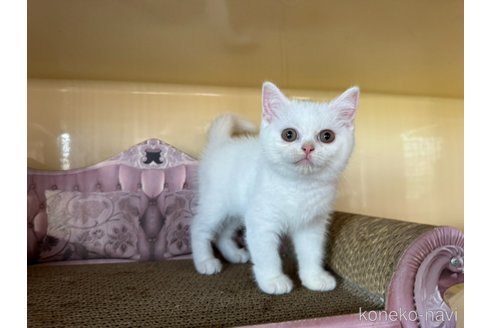 成約済の群馬県のスコティッシュフォールド-89779の4枚目