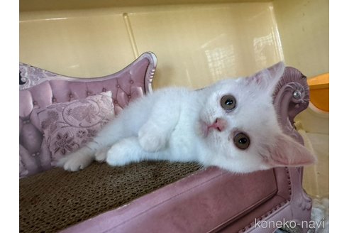 成約済の群馬県のスコティッシュフォールド-89779の5枚目