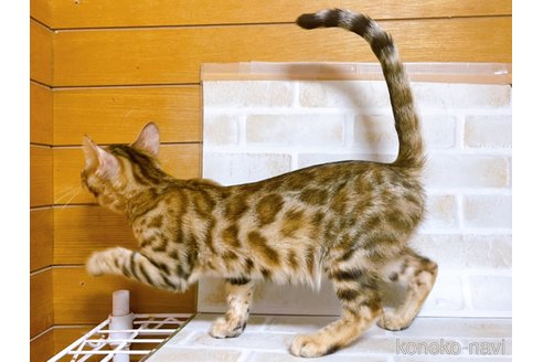 成約済の東京都のベンガル-82521の5枚目
