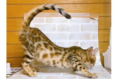 成約済の東京都のベンガル-82521の4枚目