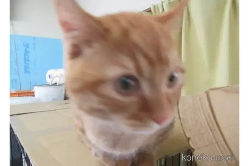販売中の青森県のミヌエット(短足)-73203の3枚目