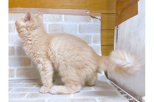 成約済の東京都のエキゾチックショートヘア-83216の5枚目
