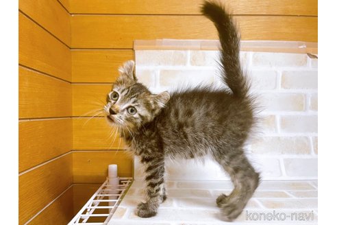 成約済の東京都のその他の猫種-85573の6枚目