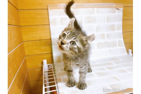 成約済の東京都のその他の猫種-85573の2枚目