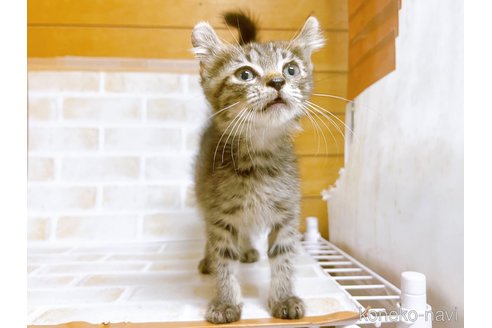 成約済の東京都のその他の猫種-85573の3枚目