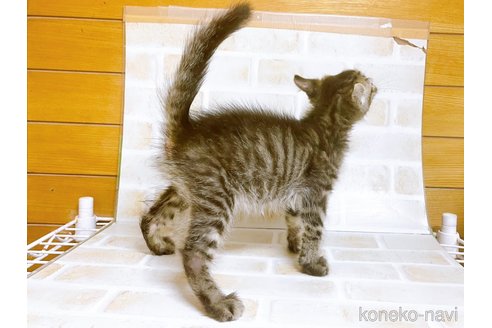 成約済の東京都のその他の猫種-85573の5枚目