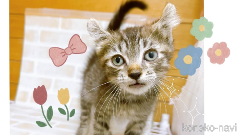 成約済の東京都のその他の猫種-85573の1枚目