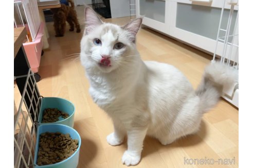 マージュくん1枚目