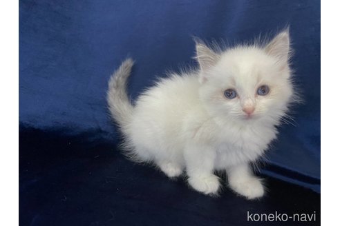 成約済の茨城県のラグドール-89799の3枚目