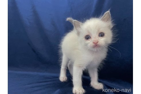 成約済の茨城県のラグドール-89800の4枚目