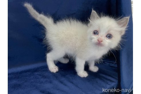 成約済の茨城県のラグドール-89800の5枚目