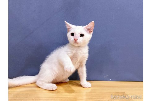 成約済の東京都のアメリカンショートヘア-89810の4枚目