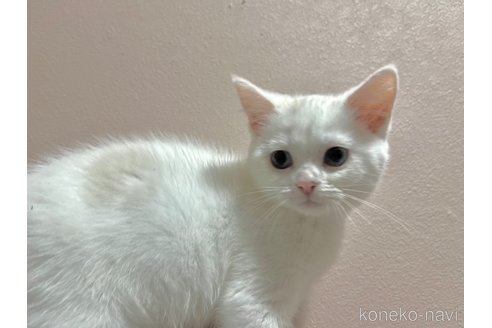 成約済の群馬県のミヌエット-86912の4枚目