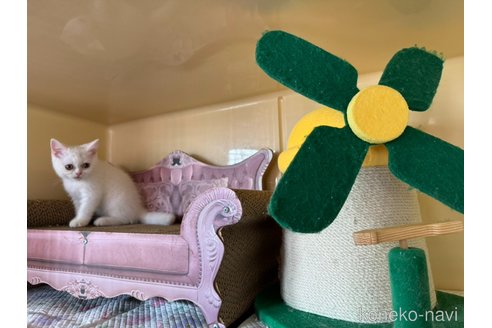 成約済の群馬県のスコティッシュフォールド-89779の2枚目