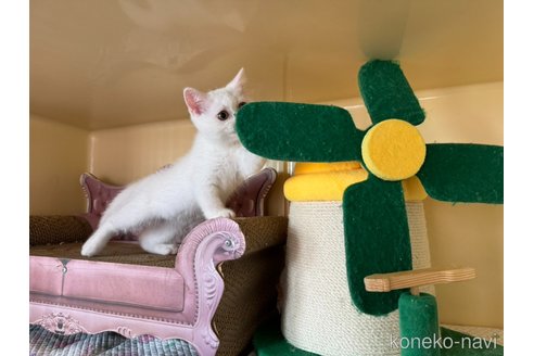 成約済の群馬県のスコティッシュフォールド-89779の3枚目
