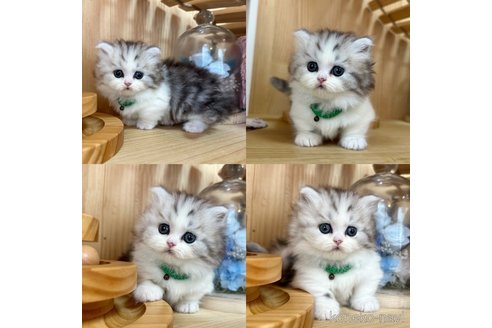 成約済の長野県のマンチカン(短足)-89850の4枚目
