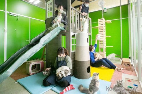 成約済の神奈川県のマンチカン(短足)-88250の2枚目
