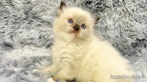 成約済の東京都のラグドール-89928