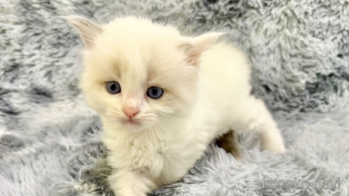 成約済の東京都のラグドール-89929の1枚目