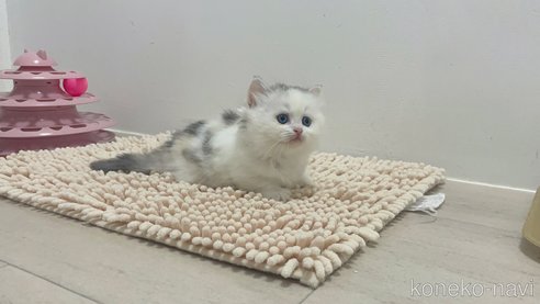 成約済の福岡県のミヌエット(短足)-89930の5枚目