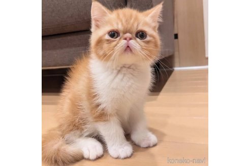 成約済の埼玉県のエキゾチックショートヘア-89970の1枚目