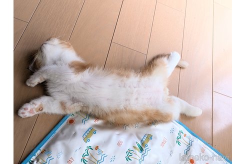成約済の埼玉県のエキゾチックショートヘア-89970の4枚目
