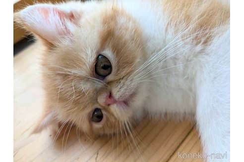 成約済の埼玉県のエキゾチックショートヘア-89970の6枚目