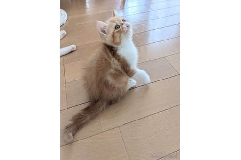 成約済の埼玉県のエキゾチックショートヘア-89970の5枚目
