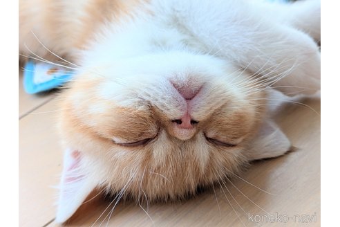 成約済の埼玉県のエキゾチックショートヘア-89970の2枚目