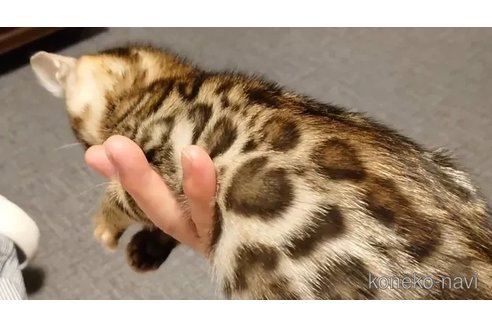 成約済の千葉県のベンガル-89991の2枚目