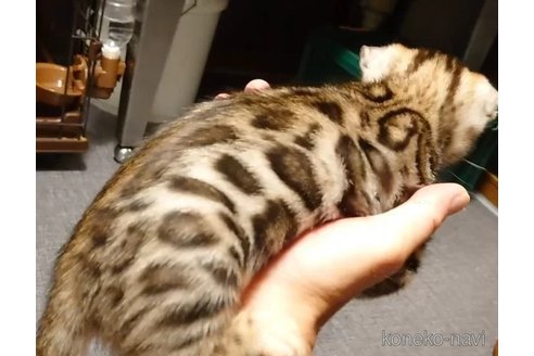 成約済の千葉県のベンガル-89991の3枚目