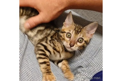 成約済の千葉県のベンガル-89991の4枚目