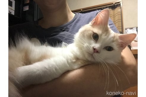 成約済の千葉県のスコティッシュフォールド-89993の5枚目