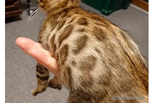 成約済の千葉県のベンガル-89994の2枚目
