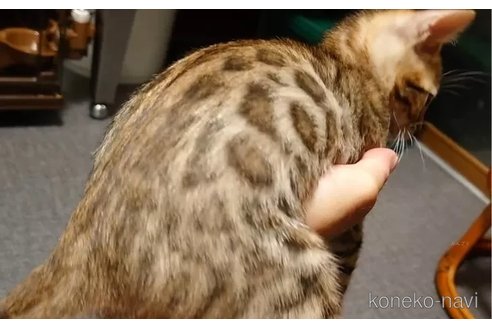 成約済の千葉県のベンガル-89994の3枚目