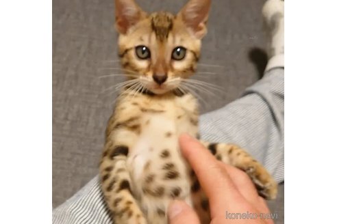 成約済の千葉県のベンガル-89994の4枚目