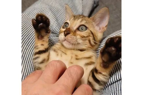 成約済の千葉県のベンガル-89994の5枚目