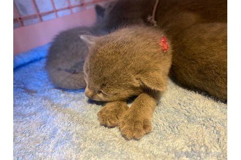 成約済の埼玉県のロシアンブルー-89998の1枚目
