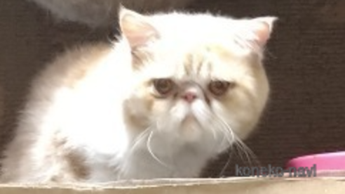 ののエキゾチックショートヘア-