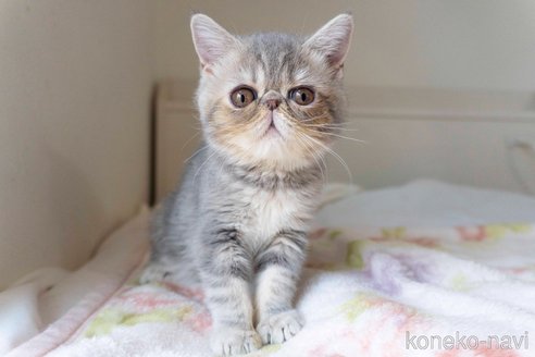 成約済の東京都のエキゾチックショートヘア-84490の6枚目
