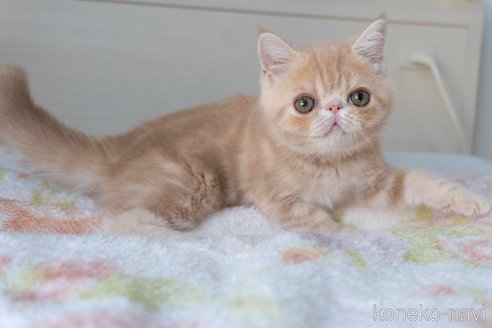成約済の東京都のエキゾチックショートヘア-88726の22枚目