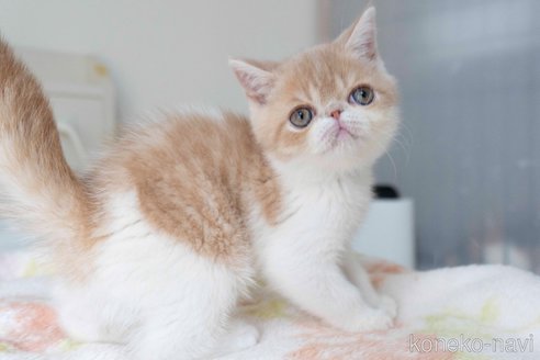成約済の東京都のエキゾチックショートヘア-89318の22枚目